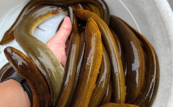 黄鳝和鳗鱼，哪个价格更高？