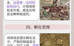 乃草图片金蝉养殖技术有哪些要点？