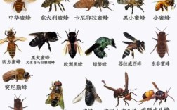 北方中蜂有哪些常见品种？