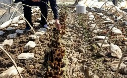 黄春贵羊肚菌种植技术有何秘诀？