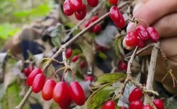 茱萸图片有多少品种？