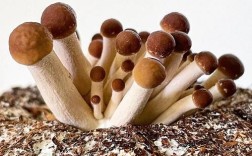 茶树菇野生种植技术如何掌握？