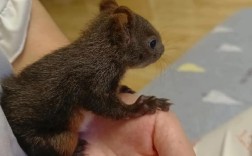 魔王松鼠怎么繁殖技术