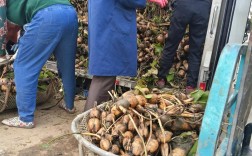 泥鳅莲藕咋套种？技术要点看这里！