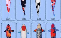 鲤鱼哪个品种长得最快？