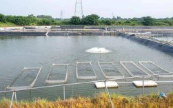 罗非鱼大棚养殖技术要点有哪些？