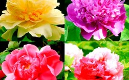 现在种什么牡丹品种好？