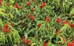 小米辣种植管理关键技术有哪些？