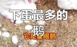 哪种鹅品种下蛋量最多？