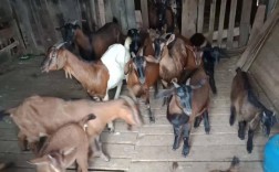 福建山羊价格现在多少钱一斤？