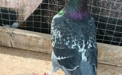 肉鸽养殖技术有哪些关键要点？