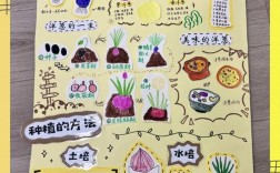 洋葱种植技术需重点掌握哪些要点？