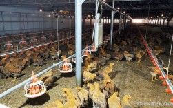 农村养殖技术视频如何有效播放？