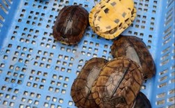 石金钱龟苗价格2025