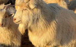 内蒙古绵羊主要杂交品种