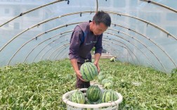 最先进西瓜种植技术有哪些突破？