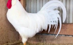 养鸡场的白鸡都是什么品种？