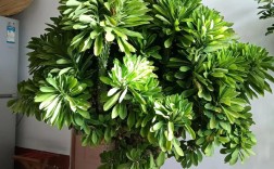 盆栽紫金麒麟是什么品种