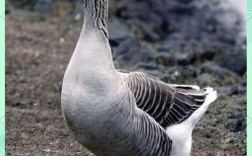 朗德鹅算不算大品种鹅？