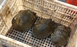 池塘甲鱼养殖技术要点有哪些？