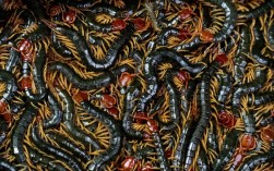 养殖什么品种蜈蚣效益好？