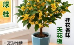 哪种桂花品种适合矮化种植？