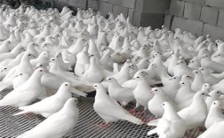 什么肉鸽品种好养又高产？