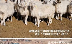 适合宁夏养殖的品种羊