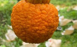 丹棱不知火种植技术有哪些要点？