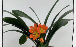 君子兰哪个品种颜值最高？