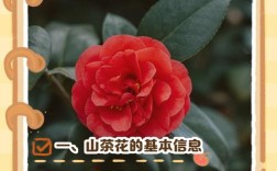 茶花品种有哪些？