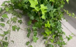 常青藤品种怎么选？