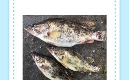 全国鳜鱼塘头价最新行情如何？