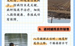 小龙虾养殖技术和经验