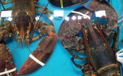 国外最新水产养殖品种有哪些？