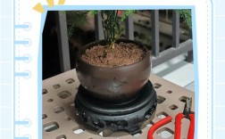 文竹扦插枝条怎么剪？