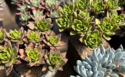 仙女杯多肉品种分哪几类？