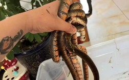 中华水蛇养殖技术视频养