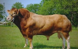 江西有哪些牛品种，各自特点是什么？