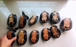 黑颈乌龟2025年价格会涨还是跌？