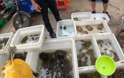 广东乌龟收购价多少钱一斤？