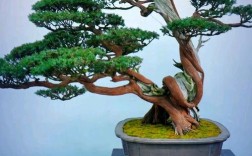 花木盆景常见品种有哪些？