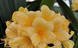 大胜利君子兰长啥样？