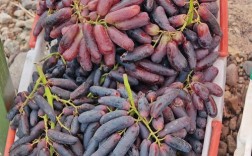 当下最优质葡萄品种是哪个？