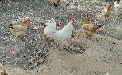 散养蛋鸡品种哪种最好