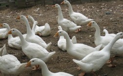 肉鹅白罗曼品种好不好？