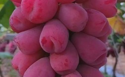 哪些葡萄品种最适合在家种植？