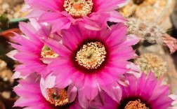 哪些仙人掌品种会开花？