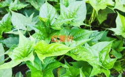 红薯叶的种植技术视频