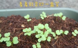 菜心种植技术视频，新手必看？